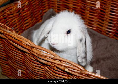 Baby femmina Harlequin e White Holland Lop coniglio seduta Nel cestino di vimini Oryctolagus cuniculus Foto Stock