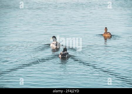 Gruppo di anatre mallard, maschio e femmina, galleggianti sull'acqua. Bellissima acqua verde-blu con riflessi del sole sullo sfondo. Tramonto sul lago Foto Stock