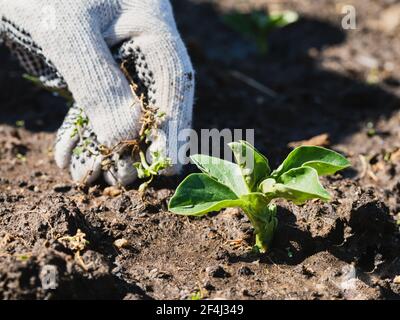 Svezzare i fagioli giovani della fava in primavera. Mano del coltivatore nel guanto che tiene una pianta di erbaccia. Foto Stock