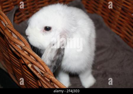 Baby femmina Harlequin e White Holland Lop coniglio seduta Nel cestino di vimini Oryctolagus cuniculus Foto Stock