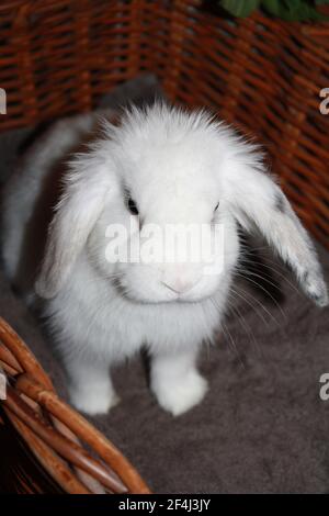 Baby femmina Harlequin e White Holland Lop coniglio seduta Nel cestino di vimini Oryctolagus cuniculus Foto Stock