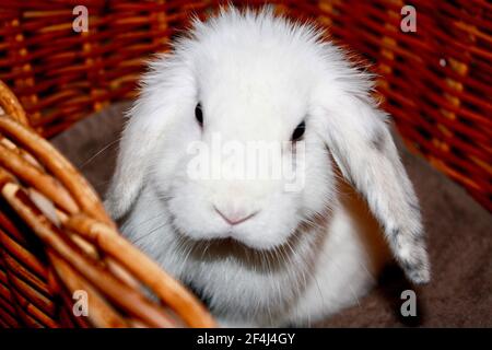 Baby femmina Harlequin e White Holland Lop coniglio seduta Nel cestino di vimini Oryctolagus cuniculus Foto Stock