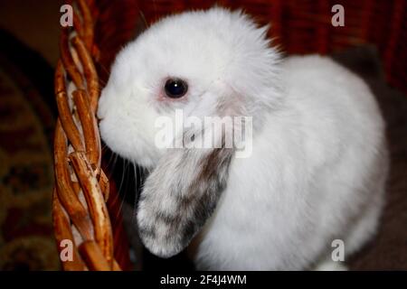 Baby femmina Harlequin e White Holland Lop coniglio seduta Nel cestino di vimini Oryctolagus cuniculus Foto Stock