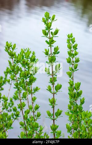 Boccioli di primavera del caprifoglio blu (Lonicera caerulea). Blackstone River and Canal Heritage State Park, Uxbridge, Massachusetts, USA Foto Stock