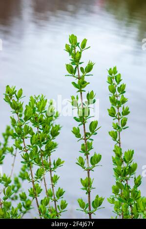 Boccioli di primavera del caprifoglio blu (Lonicera caerulea). Blackstone River and Canal Heritage State Park, Uxbridge, Massachusetts, USA Foto Stock