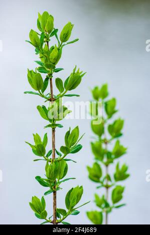 Boccioli di primavera del caprifoglio blu (Lonicera caerulea). Blackstone River and Canal Heritage State Park, Uxbridge, Massachusetts, USA Foto Stock