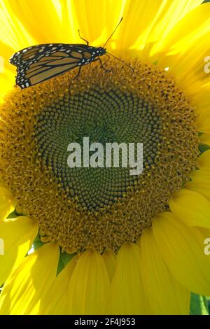 Il gigante russo Mammoth Sunflower attrae una farfalla monarca Foto Stock