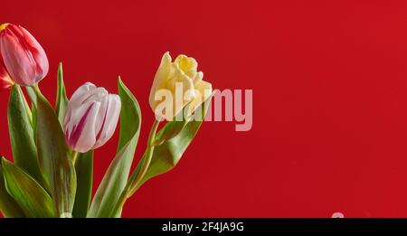 tre fiori tulipani colorati su sfondo rosso Foto Stock