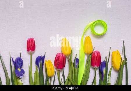 Sfondo stagionale primaverile con fiori naturali freschi e nastro verde. Tulipani rosa e giallo brillante e iride blu con foglie su bianco naturale Foto Stock