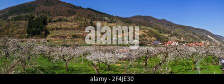 Wachau, albicocche fiorenti in primavera Foto Stock