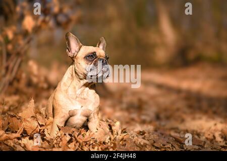 Fawn francese Bulldog cane seduto in foresta con autunno arancione foglie Foto Stock