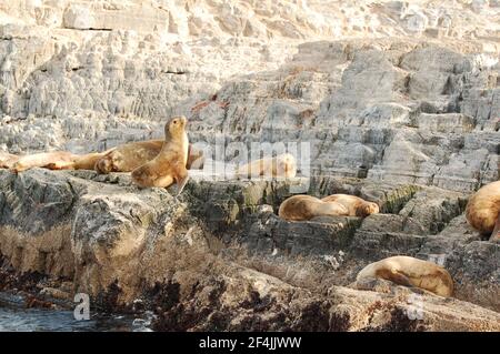 Un gruppo di foche da pelliccia a Ushuaa alle estremità della terra. Argentina. Ampio angolo di visione, fotografia reale della fauna selvatica. Foto Stock