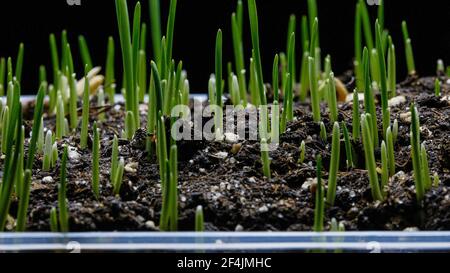 OAT Grass cresce su sfondo nero. Germinazione e crescita di erba verde. Foto Stock