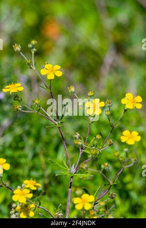 Tormentil o Potentilla erecta. Sfondo di piante selvatiche. Foto Stock