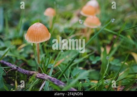 Primo piano di piccoli funghi selvatici in erba verde. Foto Stock