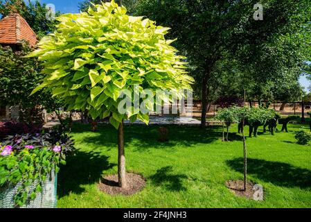 catalpa con una bella corona sull'erba verde in estate. Foto Stock