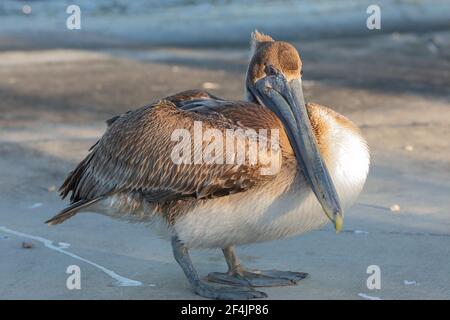 Pelicano bruno giovanile con un gancio di pesce nella sua gamba In piedi sulla diga presso il fiume Guana Foto Stock