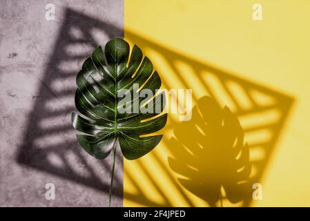 Una foglia di monstera su uno sfondo grigio-giallo con ombre di sole da una cornice astratta . Foto Stock