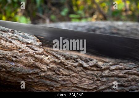 Foto Stock cavalletto per taglio legna