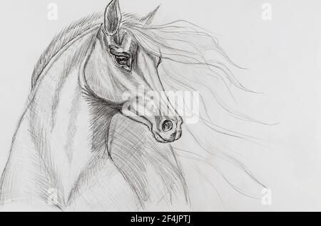 Disegno a matita di un cavallo su carta bianca. Ritratto di un animale con una lunga mane in via di sviluppo. Schizzo monocromatico disegnato a mano. Art Foto Stock