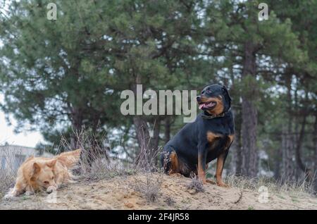 Due cani sono seduti sulla sabbia sullo sfondo di alberi di pino. Una femmina adulta Rottweiler e un cane rosso di razza mista. Camminare con animali domestici. Leggero Foto Stock