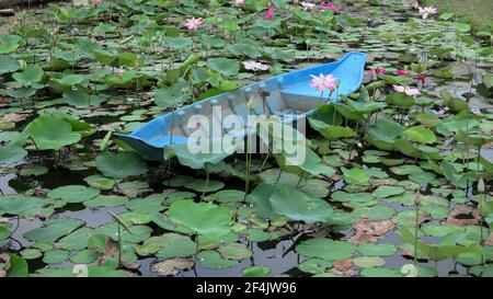 Ho Chi Minh Città: 16 marzo 2021: Piccola barca blu galleggia su uno splendido laghetto rosa di loto nel parco, scatto panoramico. Foto Stock