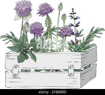 Scatola di legno da giardino grigio chiaro con erbe da cucina fresche fattoria. Illustrazione Vettoriale