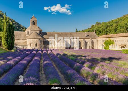 La romanica Abbazia Cistercense di Notre Dame di Senanque impostato tra la fioritura di campi di lavanda, vicino a Gordes, Provenza, Francia Foto Stock