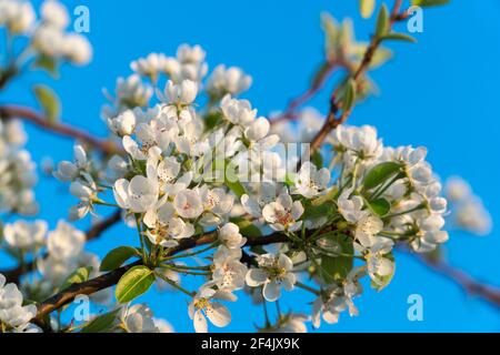 Tenera fioritura di ciliegi con petali bianchi che fioriscono sul ramo di un ciliegio alla luce del sole. Cielo blu luminoso su sfondo sfocato. Immagine floreale . Foto Stock