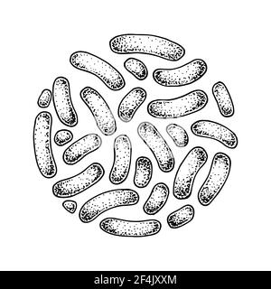 Batteri propionibacterium disegnati a mano. Buon microrganismo per la salute umana e la regolazione della digestione. Illustrazione vettoriale nello stile di schizzo Illustrazione Vettoriale