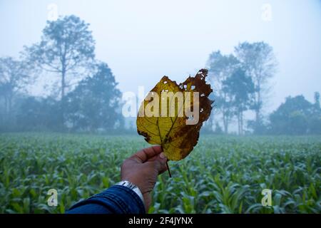 foglie asciutte in mano contro terreni agricoli e cielo con sfocatura sfondo Foto Stock
