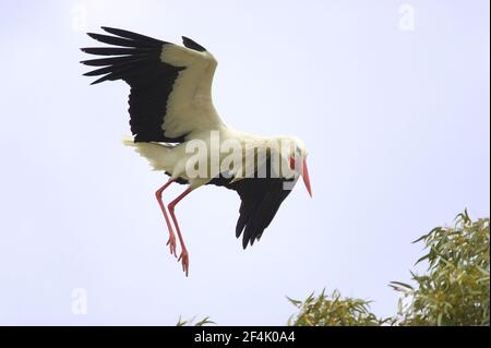 White Stork (Ciconia ciconia) che arriva a terra Extramadura, Spagna BI002812 Foto Stock