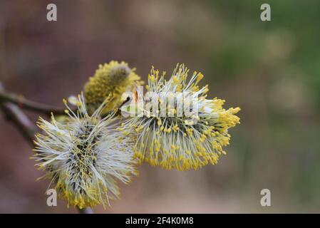 Salice di capra, salix capra, il maschio catkins con polline primo piano in primavera Foto Stock