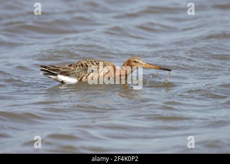 Black Tailed Godwit in Summer Plumage(Limosa limosa) Missere, Suffolk, UK BI002960 Foto Stock