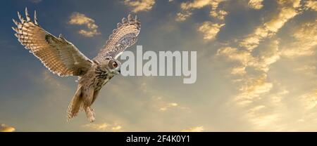 Un'aquila vola con ali sparse contro un cielo drammatico. Gli occhi arancioni ti puntano mentre sta volando. Cielo blu, giallo e verde drammatico nel Foto Stock