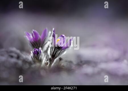 Due fiori pulsatilla su morbido sfondo blured Foto Stock