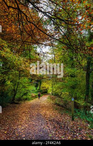 Un percorso illuminato dal sole attraverso la foresta autunnale a Symonds Yat nella Foresta di Dean, Herefordshire, Inghilterra Foto Stock