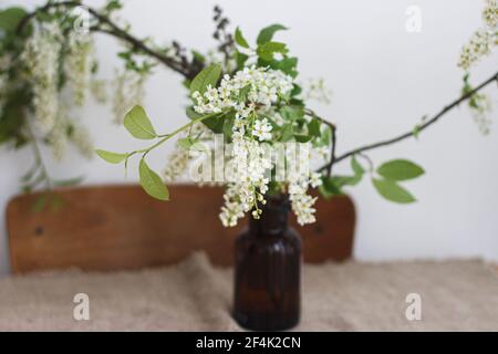 Bella fioritura rami bianco ciliegio uccello su rustico tavolo di legno. Fiori di ciliegio primaverile in vaso di vetro marrone, vita still rurale. Campagna aut Foto Stock