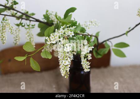 Bella fioritura rami bianco ciliegio uccello su rustico tavolo di legno. Fiori di ciliegio primaverile in vaso di vetro marrone, vita still rurale. Campagna aut Foto Stock