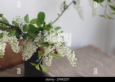 Bella fioritura rami bianco ciliegio uccello su rustico tavolo di legno. Fiori di ciliegio primaverile in vaso di vetro marrone, vita still rurale. Campagna aut Foto Stock