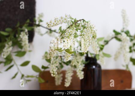 Bella fioritura rami bianco ciliegio uccello su rustico tavolo di legno. Fiori di ciliegio primaverile in vaso di vetro marrone, vita still rurale. Campagna aut Foto Stock