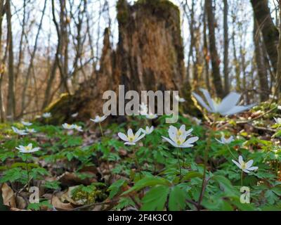 Anemoni della foresta di fronte a un ceppo di alberi Foto Stock
