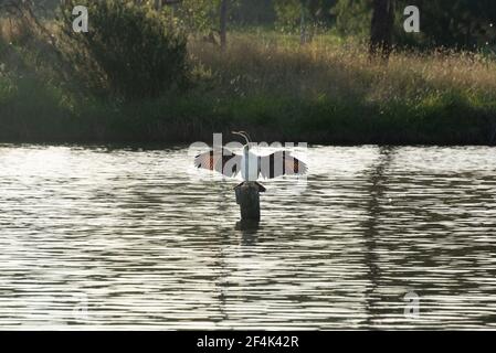 Un Heron lo drys ali in Point Hut Pond Park, Tuggeranong Canberra. Foto Stock