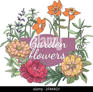 Set floreale vettoriale. Giardino isolato primavera ed estate fiori ed erbe speziate: Salvia viola, zinnia, peonia, daffodil arancio, narcischi. Illustrazione Vettoriale