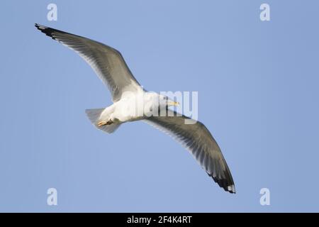 Gabbiano a zampe gialle - in flightLarus michahellis Lago Kerkini Grecia BI021912 Foto Stock