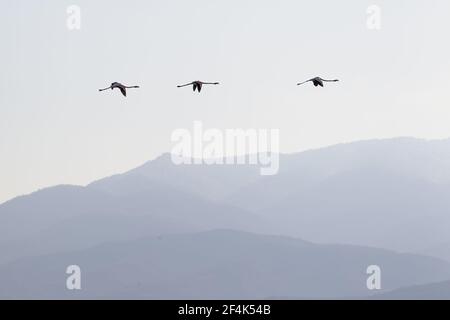 Fenicottero maggiore - stormo in volo sulle colline Phoenicopterus ruber il lago di Kerkini Grecia BI021998 Foto Stock