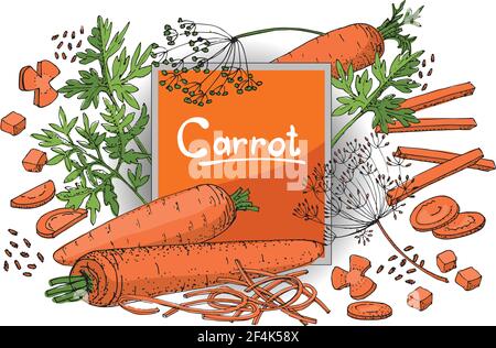 Schizzo vettoriale vegetale. Un insieme di carote di tipi diversi. Carote isolate, tagliate a dadini, cubetti, rotonde, cannucce e spaghetti. Illustrazione Vettoriale