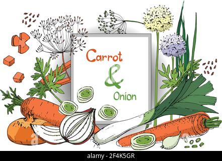 Schizzo vettoriale vegetale. Un set di cipolle e carote. Cipolle fresche, erba cipollina, allio, eschalot, carote e porri. Illustrazione Vettoriale