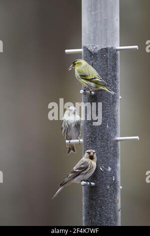 Lucherino e Redpoll - sul niger alimentatore di sementi Carduelis spinus & Acanthis flammea Hampshire, Regno Unito BI022286 Foto Stock