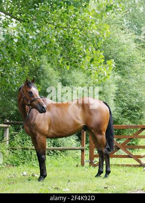 Un colpo di un cavallo di baia in piedi su uno sfondo grazioso. Foto Stock